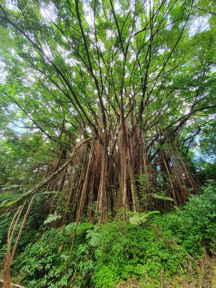 'Akaka Falls State Park in Honomu - Ask AI | mindtrip
