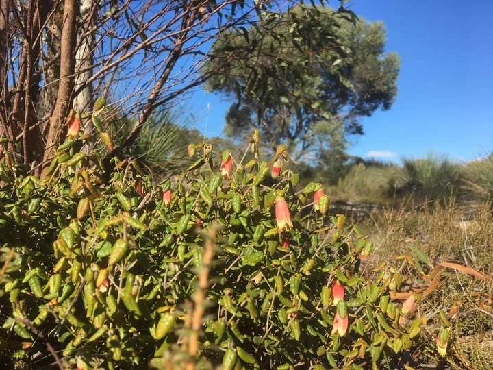 Boothby Rocks in South Australia - Ask AI | mindtrip