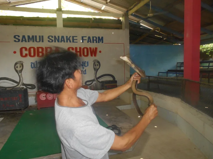 Snake Show Center Na Mueang Waterfall