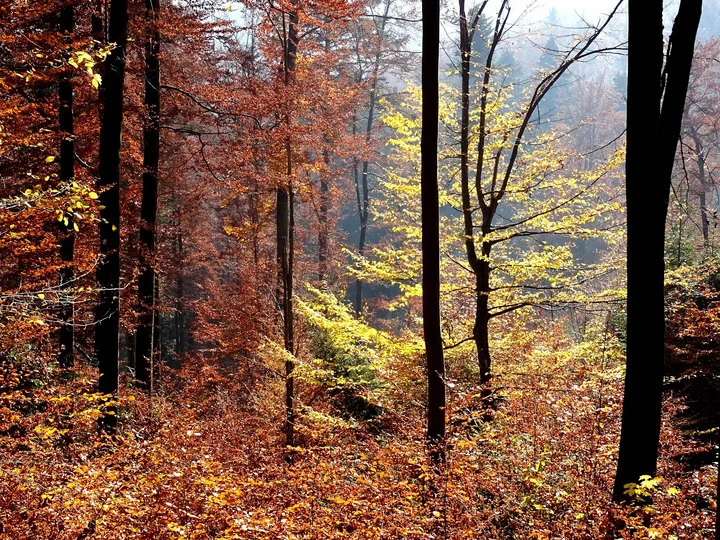 Șaua Tâmpei in Brasov, Județul Brașov - Ask AI | mindtrip