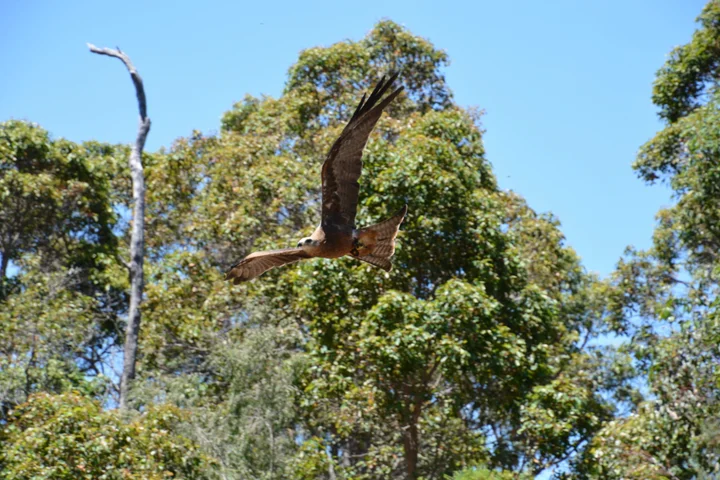 Capes Raptor Centre | What to Know Before You Go