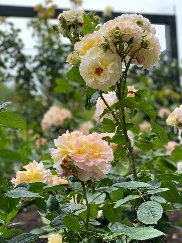 Rogers Rose Garden in Hamilton, Waikato - Ask AI | mindtrip
