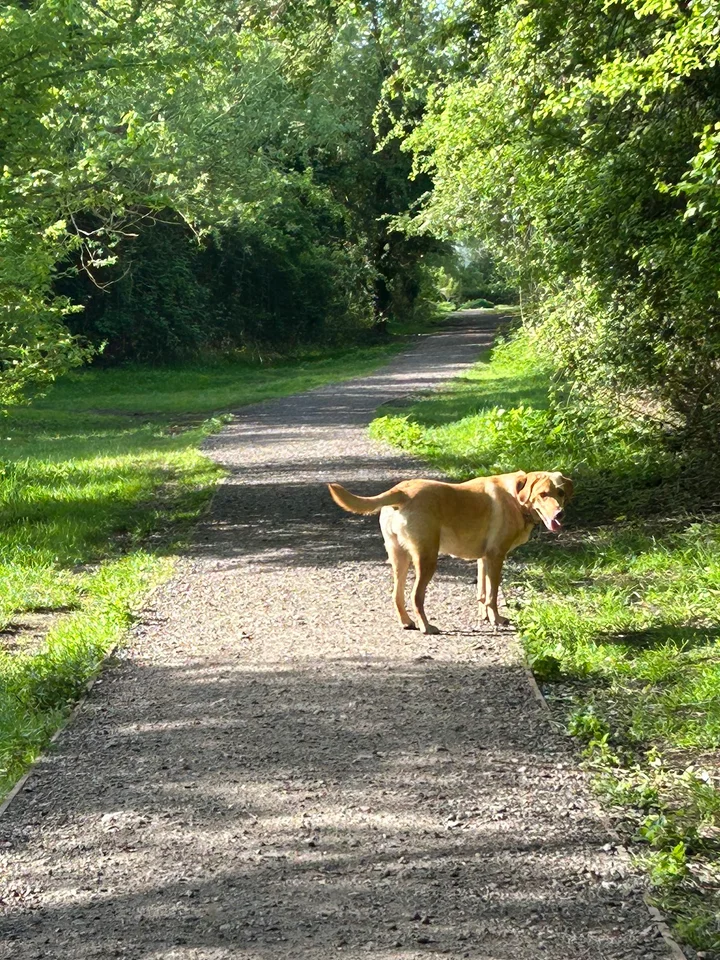 Somersham Nature Reserve in Somersham - Ask AI | mindtrip