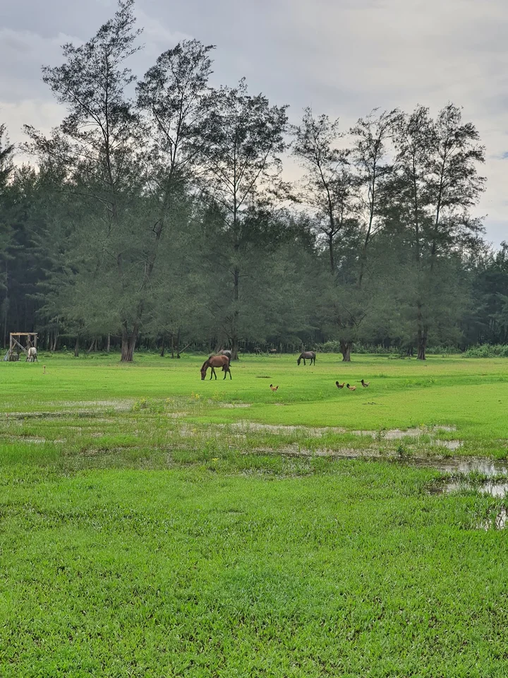 Rodriguez Ranch San Marcelino | Ask Anything