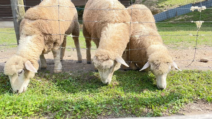 Iinohara Farm Village Park in Izumo | Ask Anything