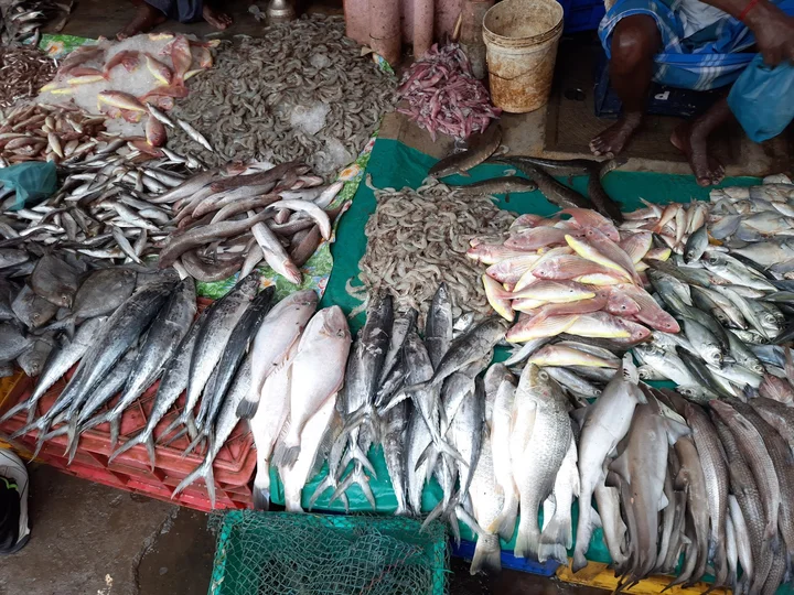 Madipakkam Fish Market - Ask AI | mindtrip