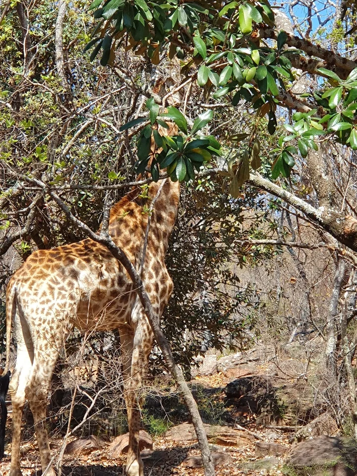 Kamonande Entrance in Vaalwater | What to Know Before You Go