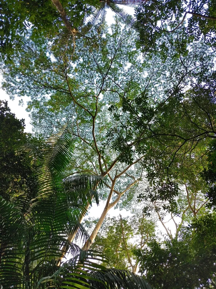 The Raintree in Singapore | What to Know Before You Go
