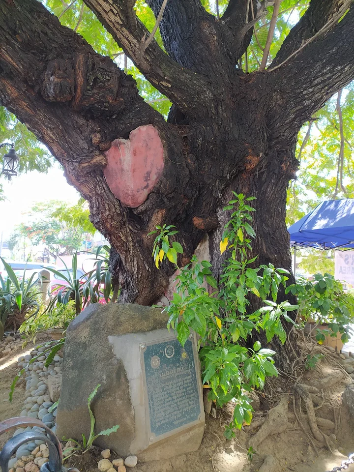 Kalayaan Tree in Malolos, Central Luzon - Ask AI | mindtrip