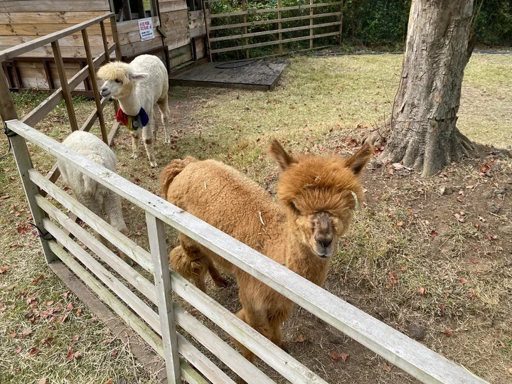 Dochidol Ranch in Jeju, Jeju-do | Ask Anything