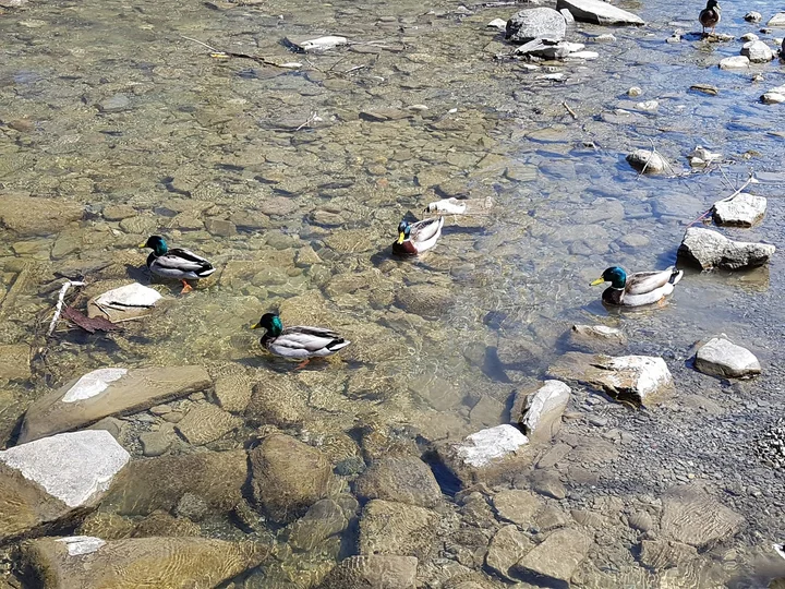 Tom Riley Park in Toronto, Ontario - Ask AI | mindtrip
