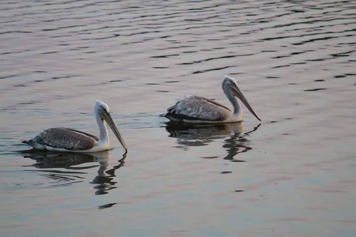Randarda Lake in Rajkot, Gujarat - Ask AI | mindtrip