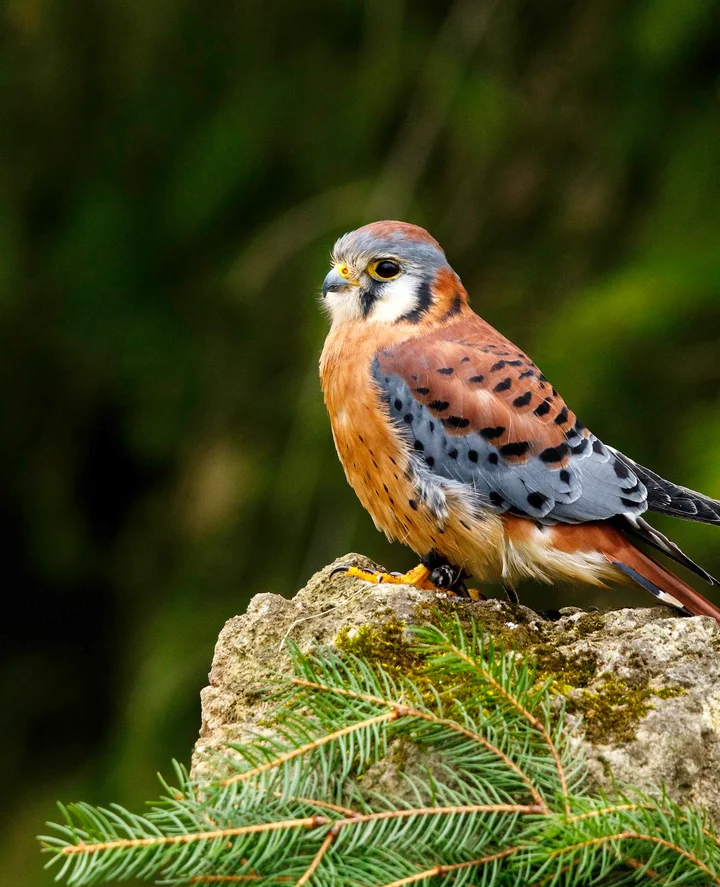 Mountsberg Raptor Centre | What to Know Before You Go