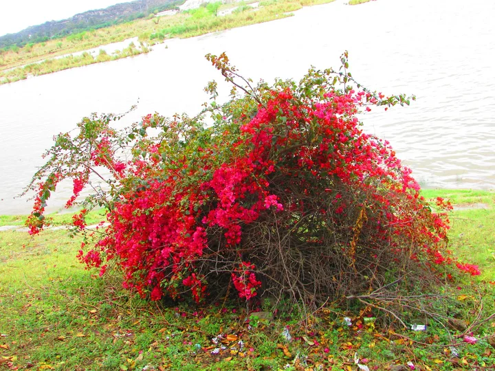 Ropar Wetland in Rail, Punjab - Ask AI | mindtrip