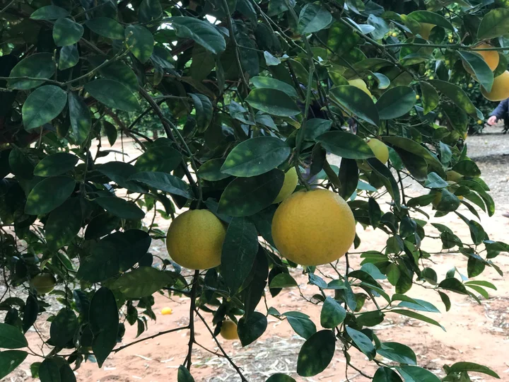 Varapodio Estate in Mildura - Ask AI | mindtrip