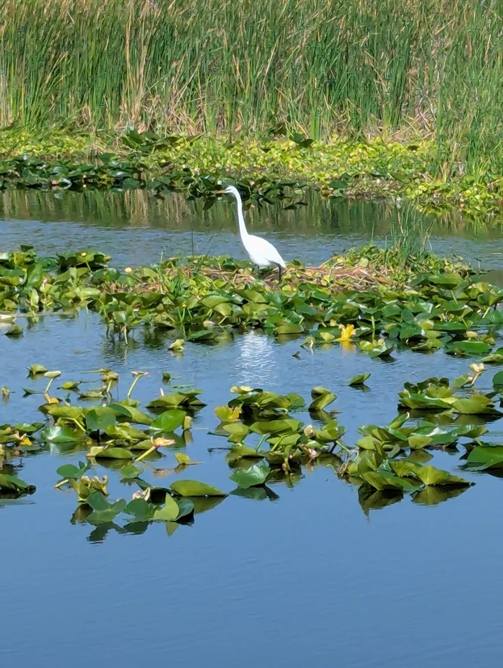 Blue Cypress Conservation Area - Ask AI | mindtrip
