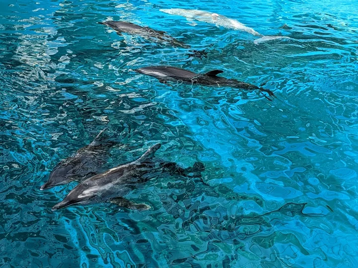Taiji Marinarium in Taiji-cho - Ask AI | mindtrip