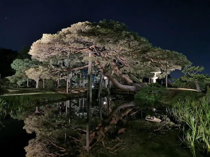 2 - Karasaki Matsu (Pine Tree) | What to Know Before You Go