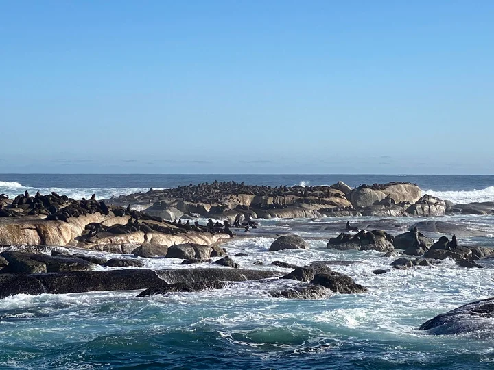 Duiker Island in Cape Town, Western Cape - Ask AI | mindtrip