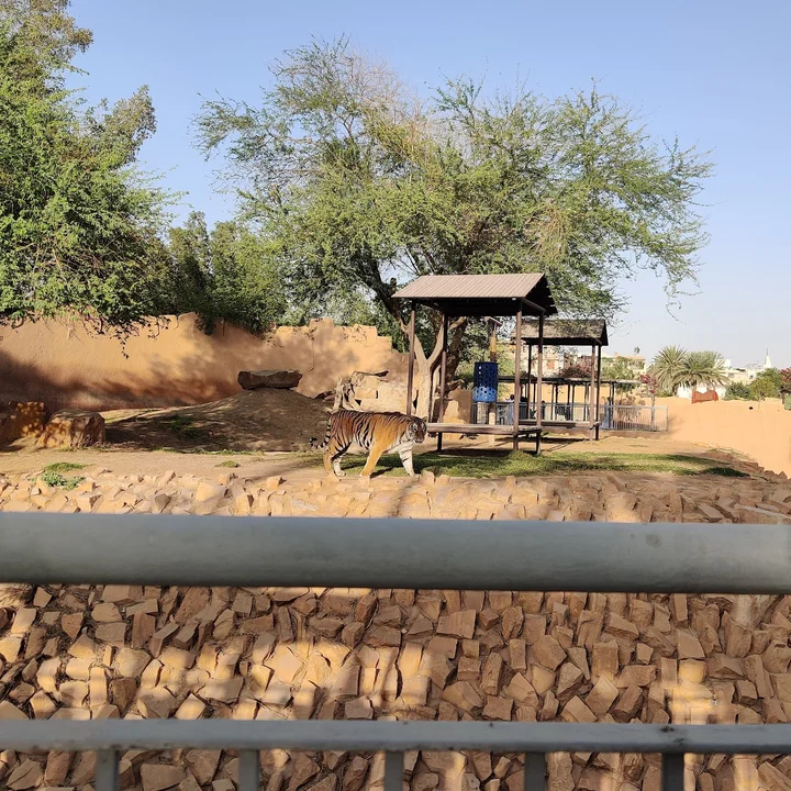 Tiger zone - Riyadh Zoo in Riyadh | Ask Anything