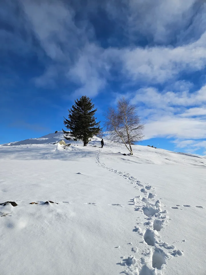 Paltinis in Paltinis, Sibiu | Ask Anything
