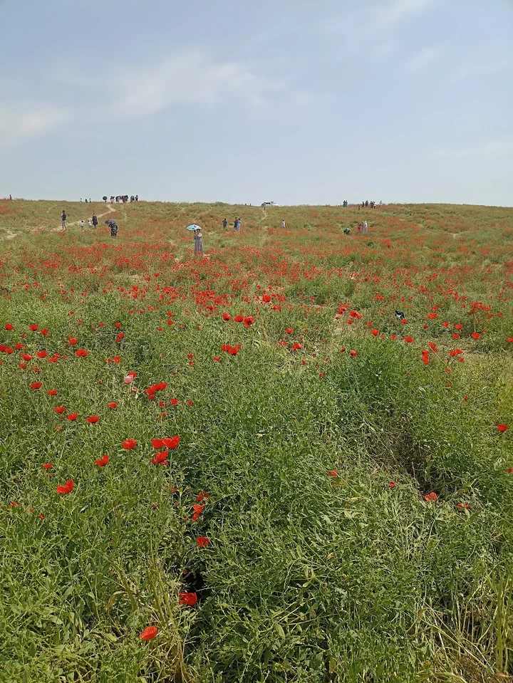 Lolazor in Andijan, Andijan region | Ask Anything