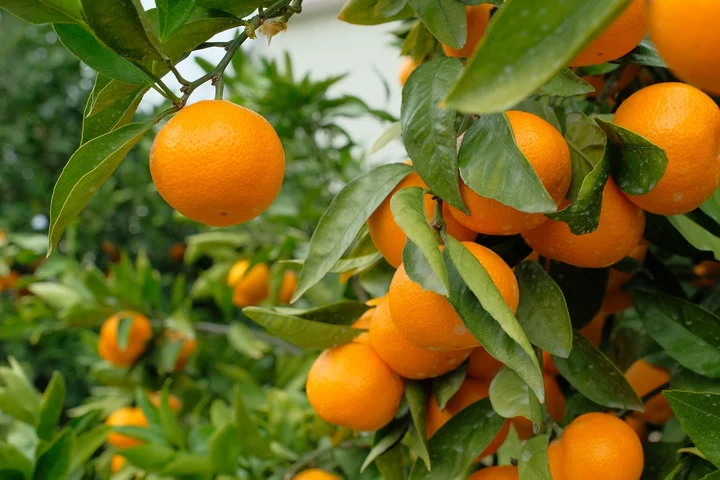 mikan農園 Hayashi Mikan Farm in Kainan | What to Know Before You Go