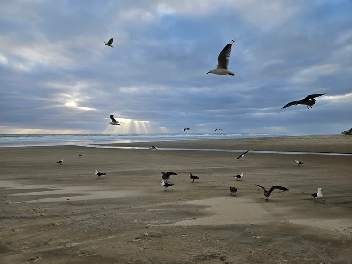 Baylys beach in Dargaville, Northland - Ask AI | mindtrip