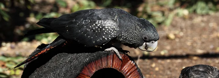 Kaarakin Black Cockatoo Conservation Centre