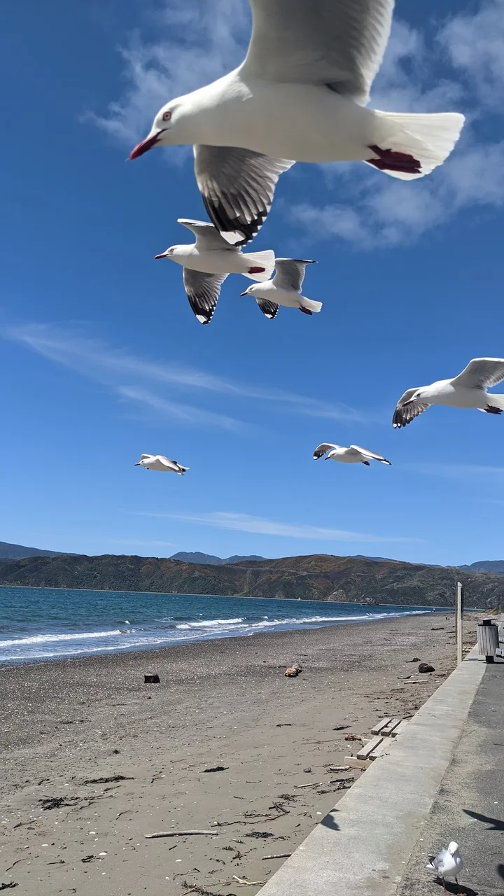 Seatoun Beach in Wellington - Ask AI | mindtrip