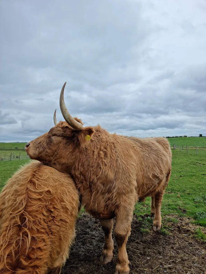 Streamvale Farm in Dundonald | What to Know Before You Go