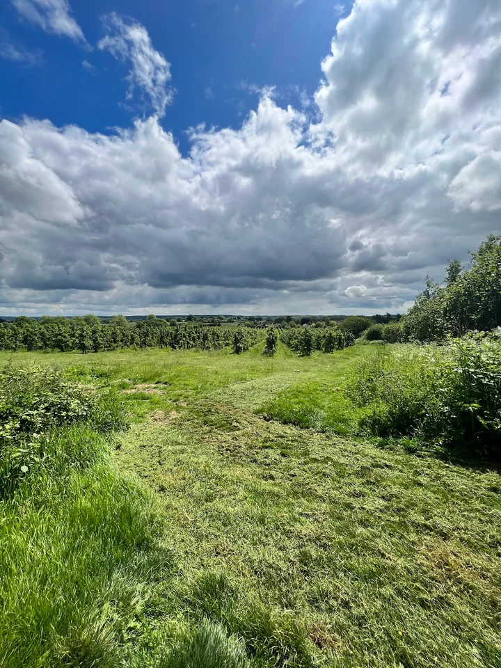 Perry Wood in Selling, England | What to Know Before You Go