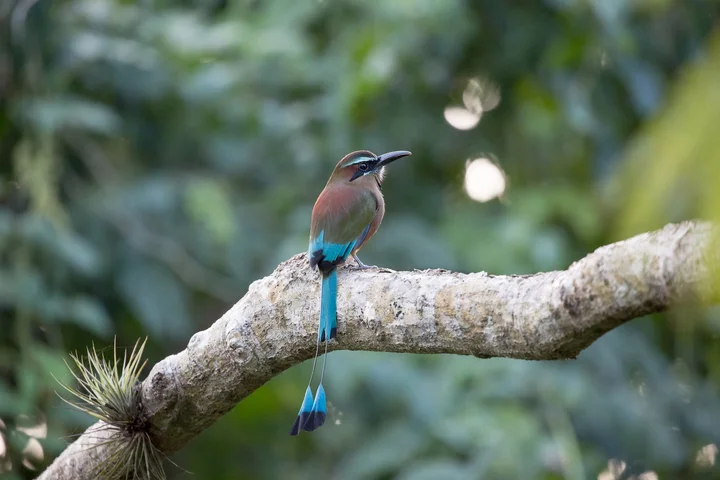 Yucatan Birding & Nature Tours | What to Know Before You Go