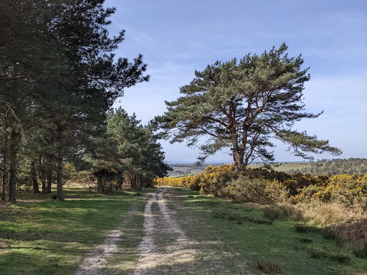 Ashdown Forest in Forest Row, England - Ask AI | mindtrip