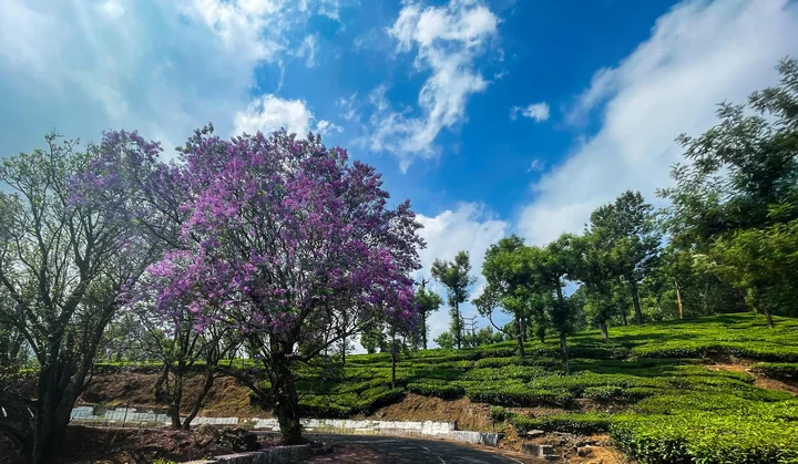 Waterfall tea estate view point | What to Know Before You Go