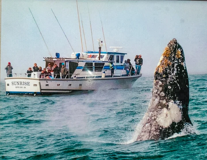 Tradewinds Charters in Depoe Bay, Oregon - Ask AI | mindtrip