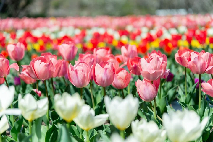 半城湾の花畑 in Iki | What to Know Before You Go