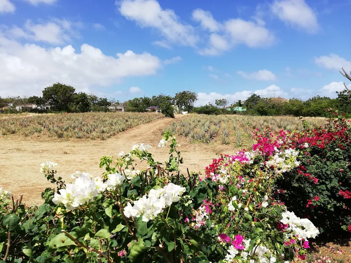 The Aloe Vera Farm Curacao in Willemstad - Ask AI | mindtrip