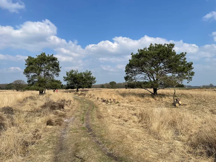Mantingerveld in Mantinge, Drenthe - Ask AI | mindtrip