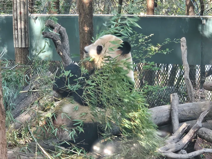 Shanghai Zoo in Shanghai - Ask AI | mindtrip