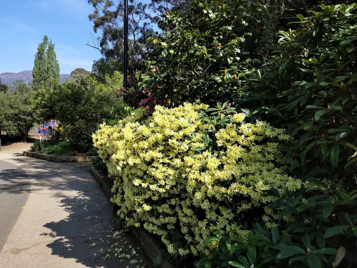 Hobart Rivulet in Hobart | What to Know Before You Go