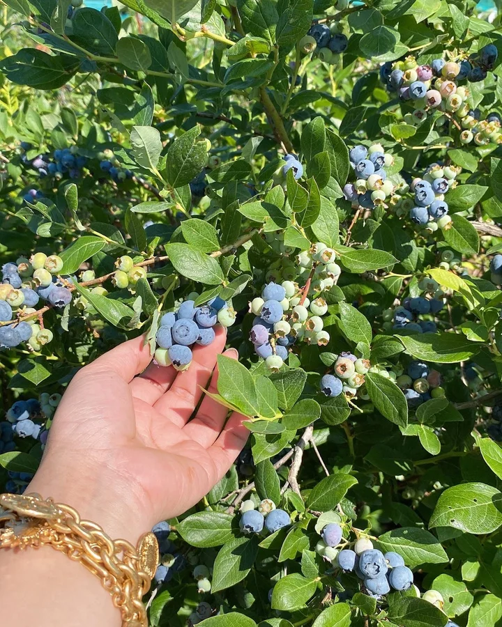 Kustermans Adventure Farm | What to Know Before You Go