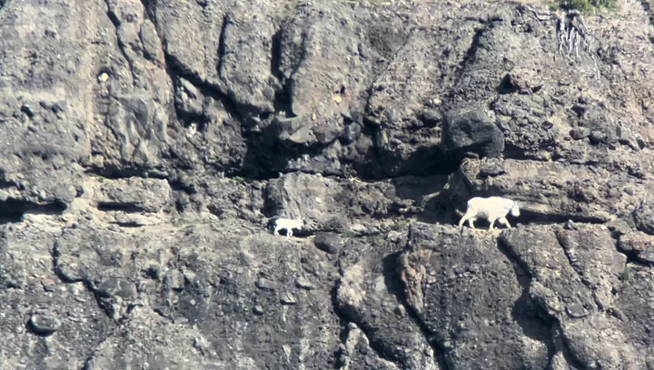 Yellowstone wolftracker in Gardiner - Ask AI | mindtrip