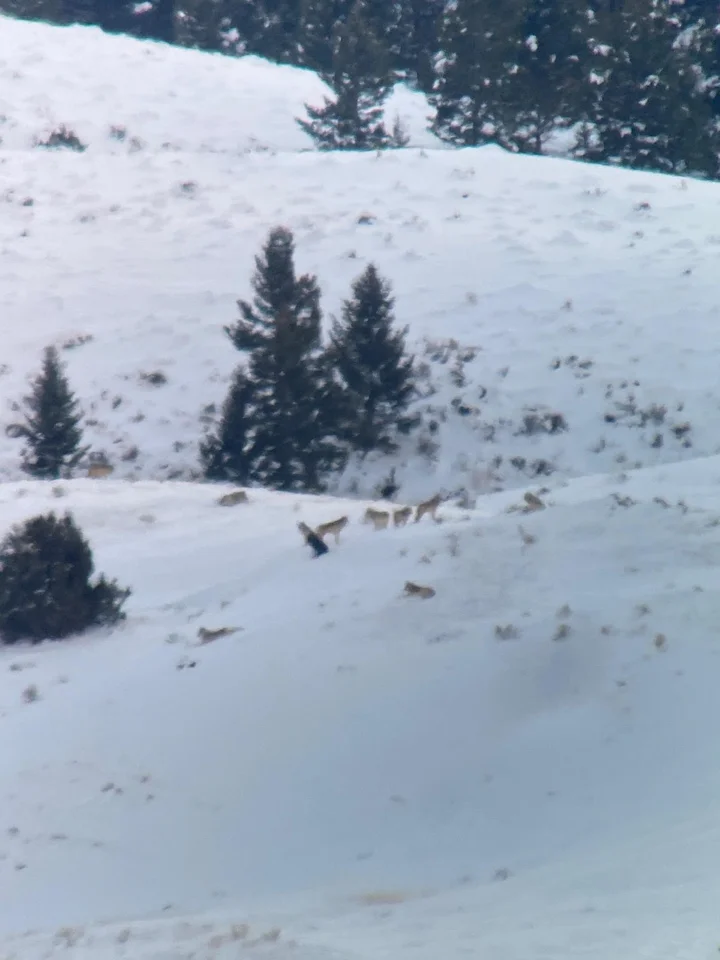 Yellowstone wolftracker in Gardiner - Ask AI | mindtrip