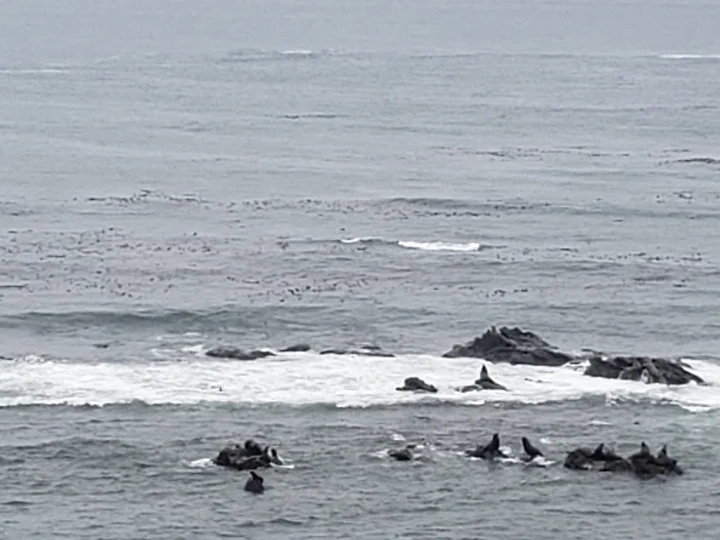 Simpson Reef Overlook in Charleston, Oregon | Ask Anything