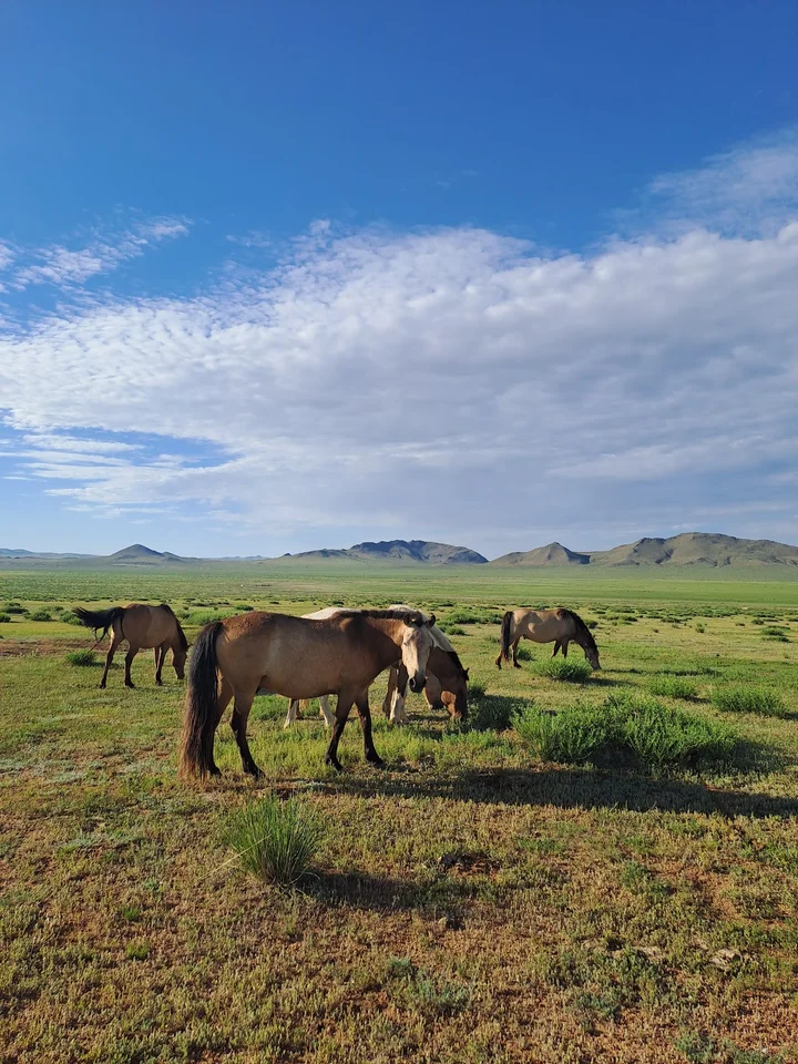 Sunpath Travel in Ulaanbaatar - Ask AI | mindtrip