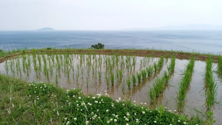 Nii Rice Terraces in Ine-cho - Ask AI | mindtrip