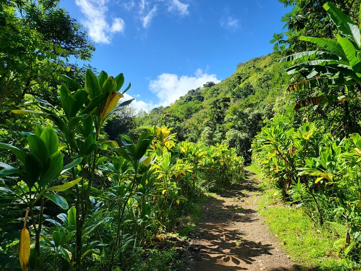 Ke'anae Arboretum in Huelo, Hawaii - Ask AI | mindtrip