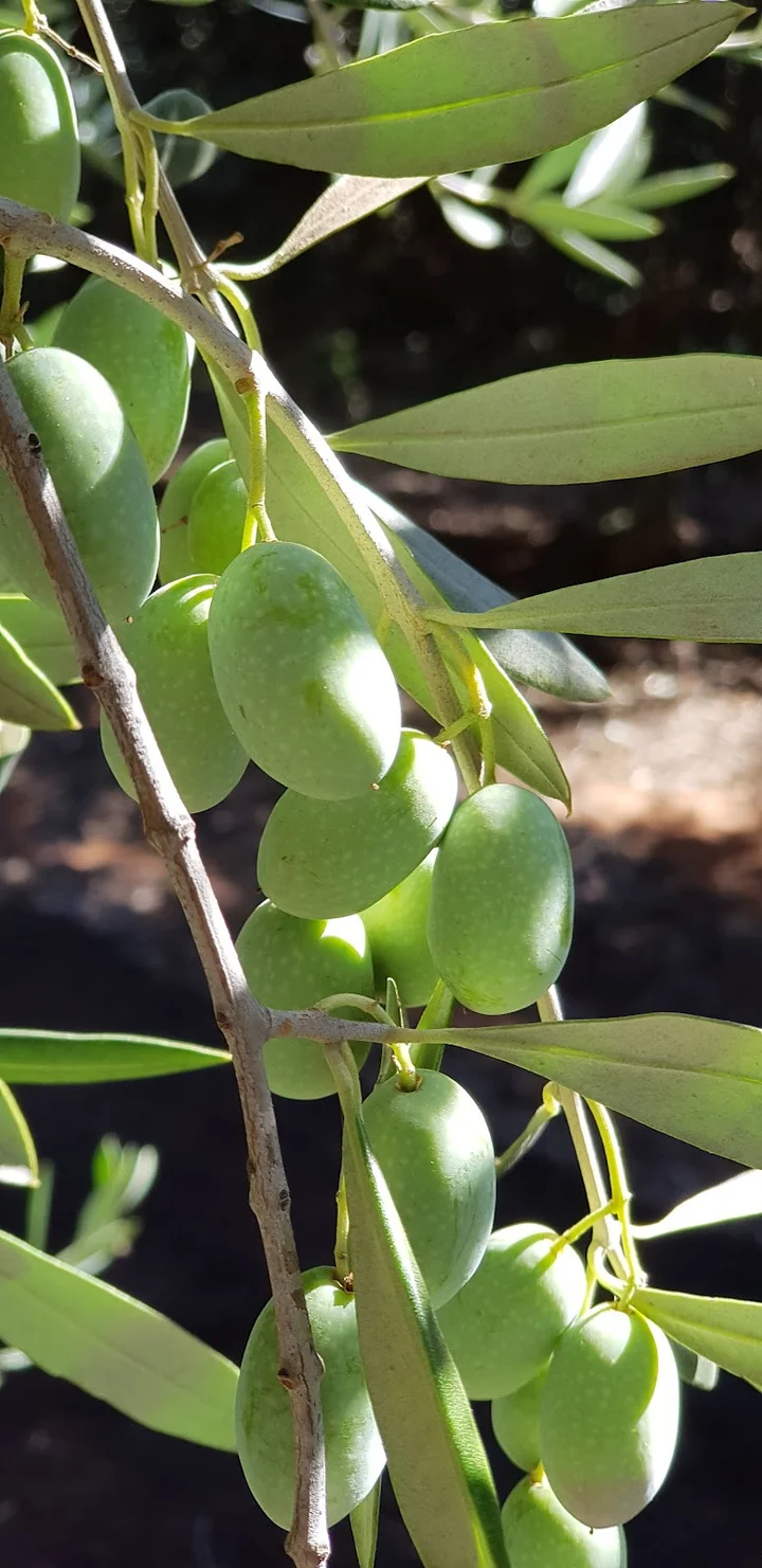Varapodio Estate in Mildura - Ask AI | mindtrip