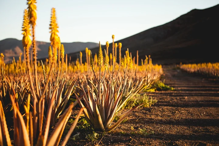 Verdeaurora Bio Farm - Aloe Vera Fuerteventura